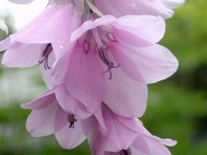 Dierama latifolium